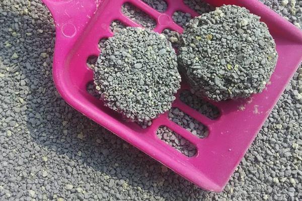 幼貓吃什么貓糧好 貓糧沒了吃什么應急