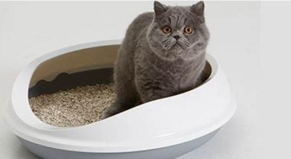 幼貓吃什么貓糧好 貓糧沒了吃什么應急