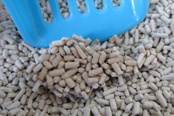 幼貓吃什么貓糧好 貓糧沒了吃什么應急