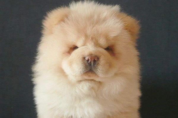 幼犬細小初期癥狀 狗狗細小病毒治療方法