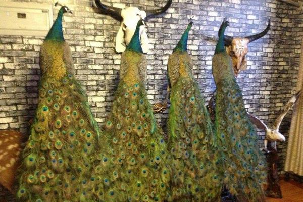 孔雀標本制作方法 孔雀標本加工需要多少錢