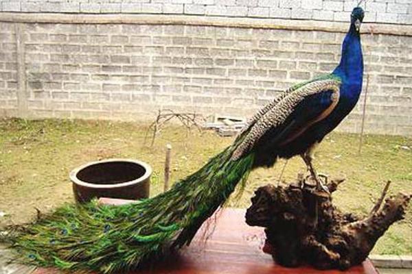 孔雀標(biāo)本制作方法 孔雀標(biāo)本加工需要多少錢(qián)