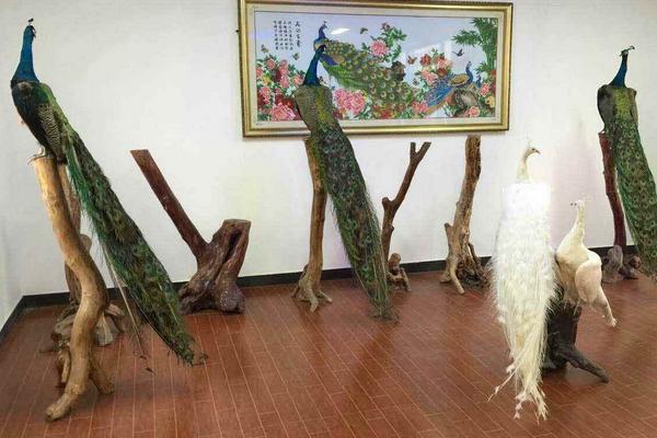 孔雀標(biāo)本制作方法 孔雀標(biāo)本加工需要多少錢(qián)