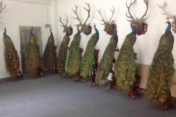 孔雀標(biāo)本制作方法 孔雀標(biāo)本加工需要多少錢(qián)