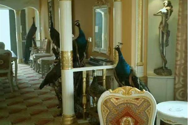 孔雀標(biāo)本制作方法 孔雀標(biāo)本加工需要多少錢(qián)