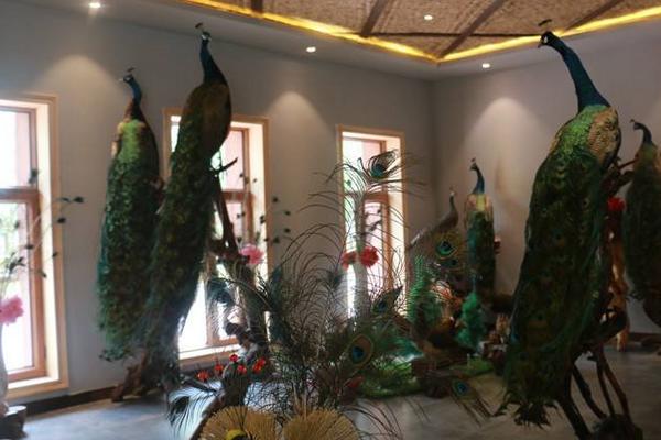 孔雀標(biāo)本制作方法 孔雀標(biāo)本加工需要多少錢(qián)