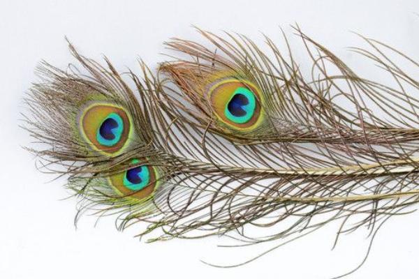 孔雀羽毛的寓意及象征是什么 孔雀羽毛對風水有什么作用