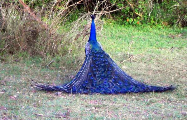 孔雀鹿是什么 孔雀鹿真的存在嗎