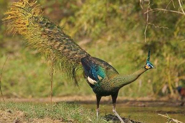 孔雀鹿是什么 孔雀鹿真的存在嗎