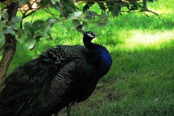 孔雀鹿是什么 孔雀鹿真的存在嗎