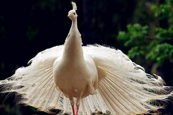 孔雀鹿是什么 孔雀鹿真的存在嗎