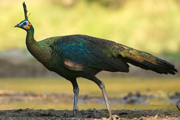 孔雀鹿是什么 孔雀鹿真的存在嗎