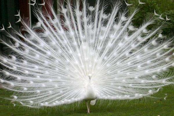 開屏的孔雀是雄的還是雌的 母孔雀會開屏嗎