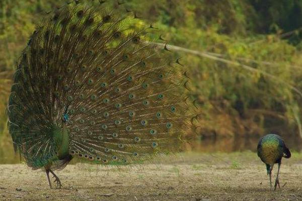 開屏的孔雀是雄的還是雌的 母孔雀會開屏嗎