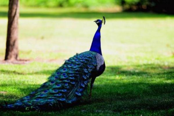 開屏的孔雀是雄的還是雌的 母孔雀會開屏嗎