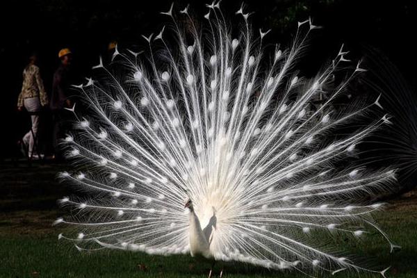 開屏的孔雀是雄的還是雌的 母孔雀會開屏嗎