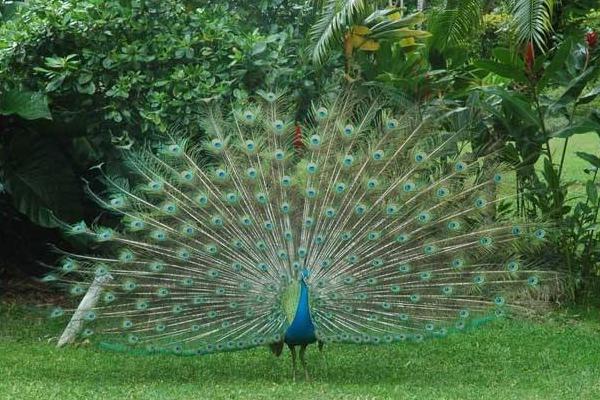 開屏的孔雀是雄的還是雌的 母孔雀會開屏嗎