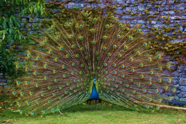 開屏的孔雀是雄的還是雌的 母孔雀會開屏嗎