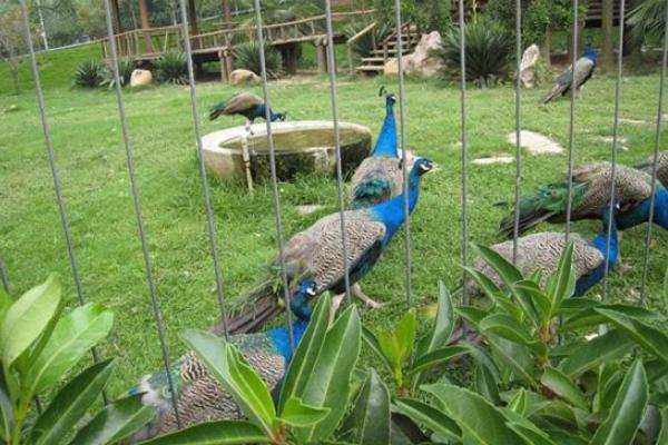 孔雀好養嗎 孔雀怎么養殖