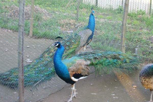 孔雀好養(yǎng)嗎 孔雀怎么養(yǎng)殖