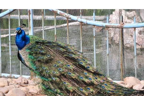 孔雀好養(yǎng)嗎 孔雀怎么養(yǎng)殖