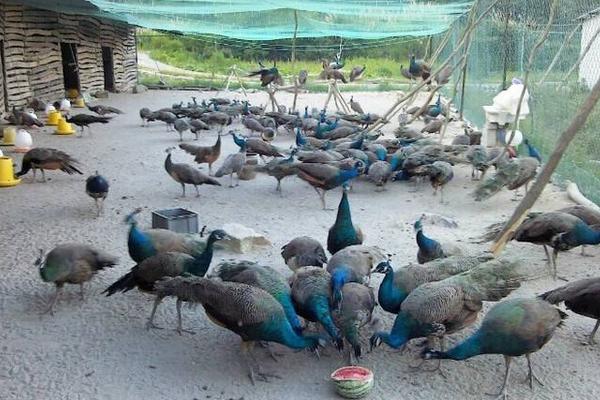 孔雀好養(yǎng)嗎 孔雀怎么養(yǎng)殖