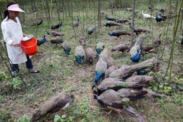 孔雀好養(yǎng)嗎 孔雀怎么養(yǎng)殖