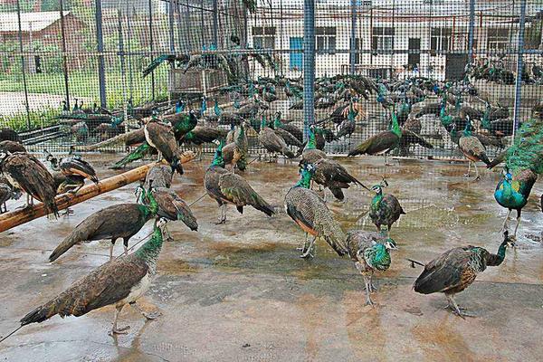 孔雀好養(yǎng)嗎 孔雀怎么養(yǎng)殖