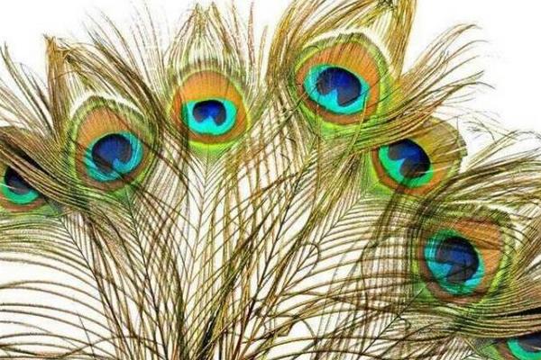 孔雀羽毛的寓意及象征是什么 孔雀羽毛對風水有什么作用