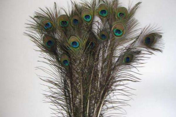 孔雀羽毛的寓意及象征是什么 孔雀羽毛對風水有什么作用