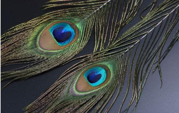 孔雀羽毛的寓意及象征是什么 孔雀羽毛對風水有什么作用