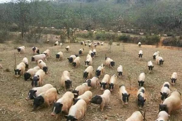 養殖巴馬香豬賺錢嗎 巴馬香豬養殖成本分析