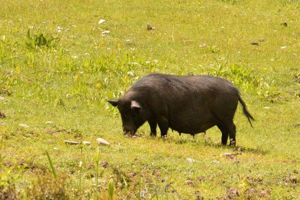 藏香豬市場價格多少錢一斤 藏香豬一般往哪里銷