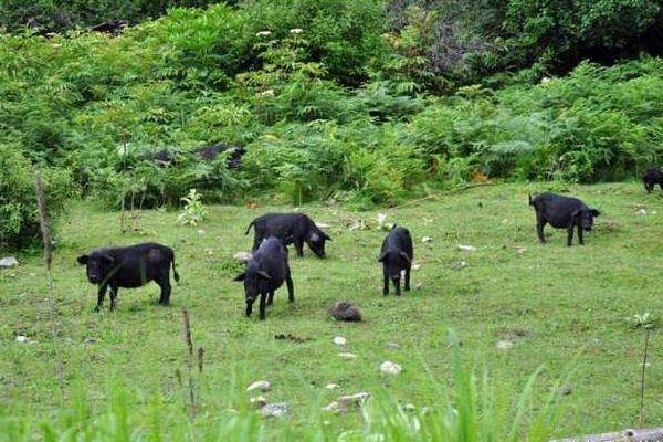 藏香豬養殖前景 為什么藏香豬有價無市