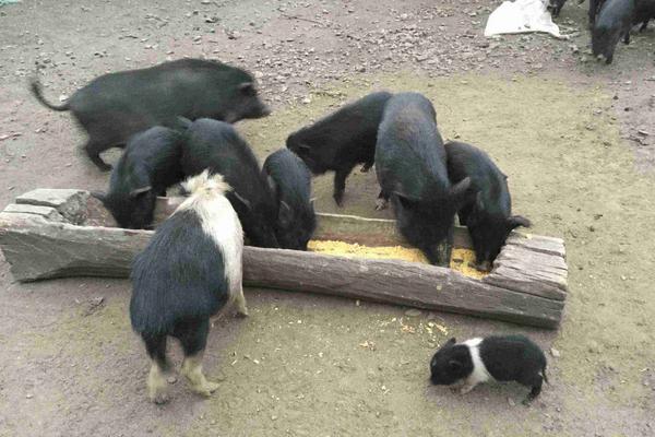 藏香豬養殖前景 為什么藏香豬有價無市