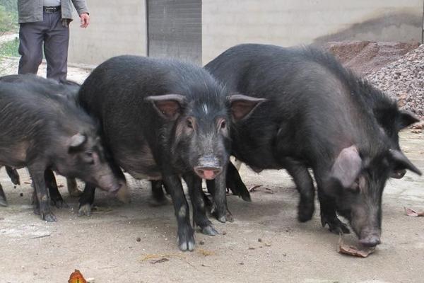 藏香豬養殖前景 為什么藏香豬有價無市