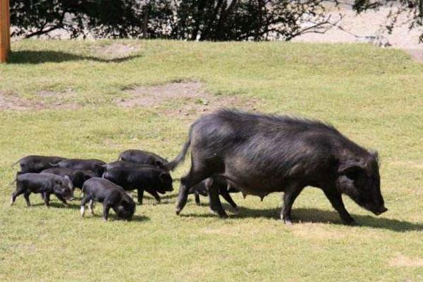 藏香豬養殖前景 為什么藏香豬有價無市
