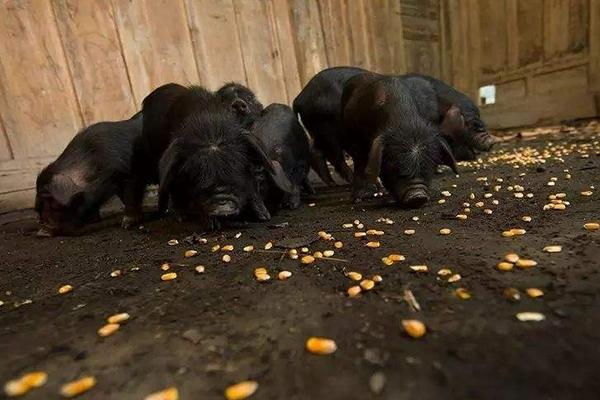藏香豬養殖前景 為什么藏香豬有價無市