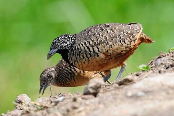 鵪鶉和鴿子哪個營養(yǎng)好 鵪鶉怎么燉