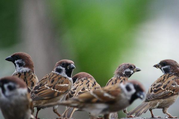 鵪鶉苗哪里有賣的 鵪鶉籠子市場價格多少錢一個