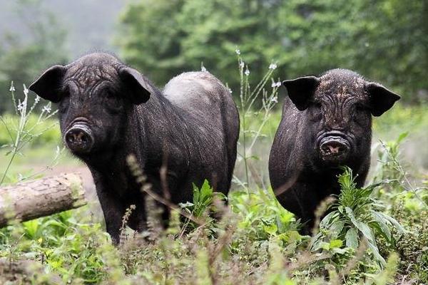 環江香豬市場價格多少錢一只 廣西環江香豬簡介