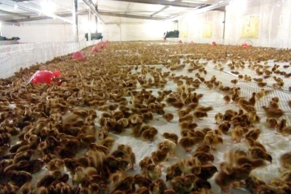 鵪鶉苗哪里有賣的 鵪鶉籠子市場價格多少錢一個