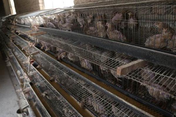 鵪鶉苗哪里有賣的 鵪鶉籠子市場價格多少錢一個