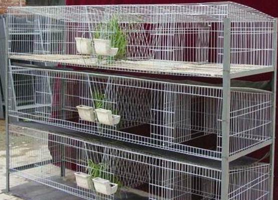 鵪鶉苗哪里有賣的 鵪鶉籠子市場價格多少錢一個