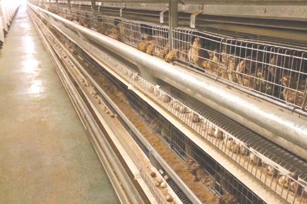 鵪鶉苗哪里有賣的 鵪鶉籠子市場價格多少錢一個