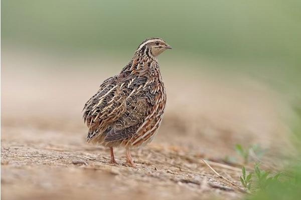 鵪鶉苗哪里有賣的 鵪鶉籠子市場價格多少錢一個