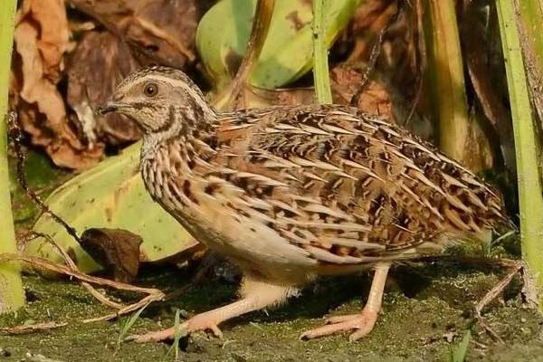 鵪鶉能長多大 鵪鶉怎么殺