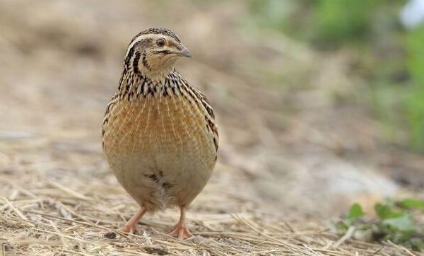 鵪鶉能長多大 鵪鶉怎么殺