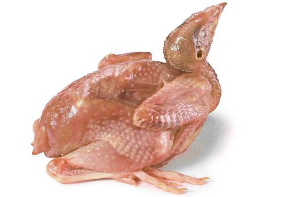 鵪鶉能長多大 鵪鶉怎么殺