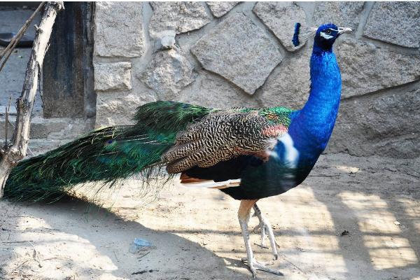 藍孔雀養殖市場前景 藍孔雀養殖是騙局嗎